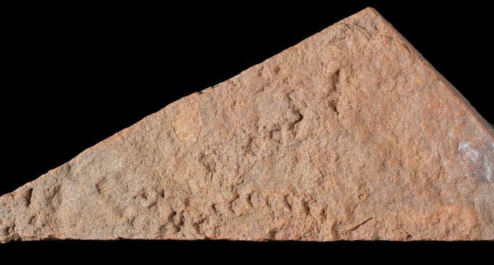 Horodyskia Fossil Slab - Oldest Known Multicellular Life #63307